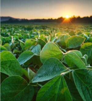Synthetic & Plant Fibres