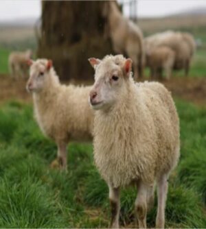 Wool Fibres